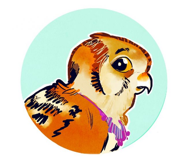 Ikki, the Aarakocra Monk